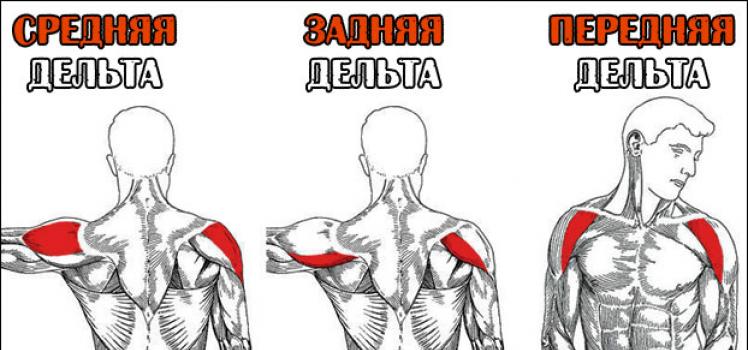 Базовые упражнения для плеч