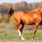 Золото донских степей — чудесная Донская лошадь