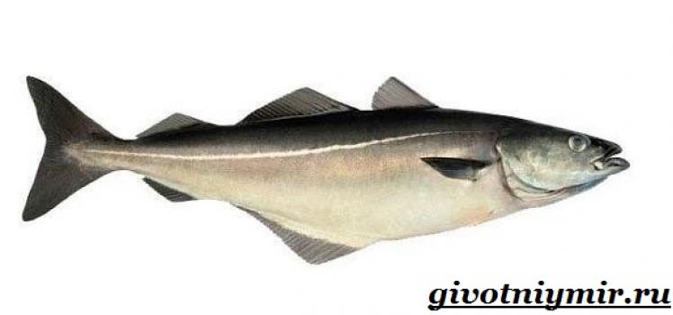 Рыба сайда: рыбалка, особенности, польза и вред